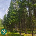 Varttunutta kuusikkoa metsätilalla Ilomantsin Kuuksenvaarassa