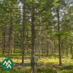 Varttunutta kuusikkoa metsätilalla Ilomantsin Kuuksenvaarassa