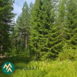 Nuorta kuusikkoa metsätilakokonaisuudella Ilomantsin Kuuksenvaarassa