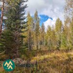 Koivuja ja nuoria kuusia Kotirannan metsässä Ikaalisissa