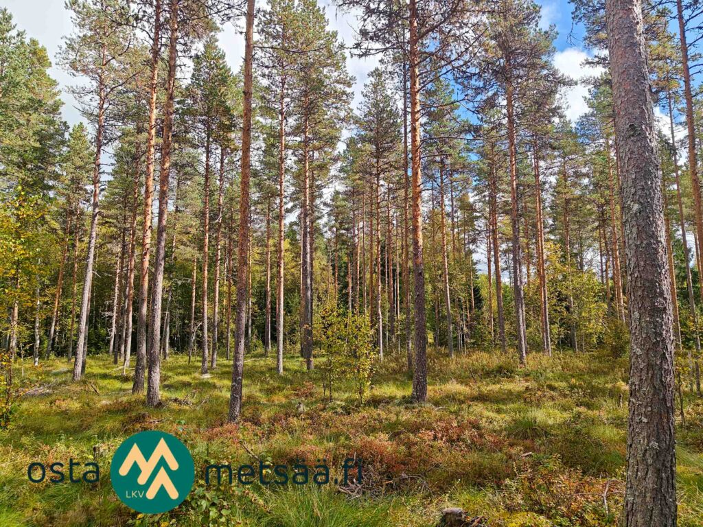 Mäntyjä ja koivuja sammalpeitteisessä maastossa Kotirannan metsässä