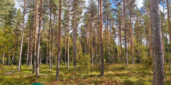 Mäntyjä ja koivuja sammalpeitteisessä maastossa Kotirannan metsässä