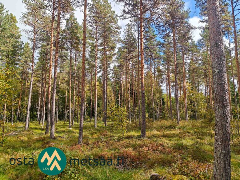Mäntyjä ja koivuja sammalpeitteisessä maastossa Kotirannan metsässä
