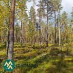 Mäntyjä ja koivuja sammalpeitteisessä maastossa Kotirannan metsässä