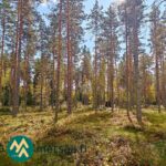 Mäntyvaltaista metsää ja varpupeitteistä maastoa Kotirannan määräalalla