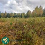Pelto ja metsänreunaa