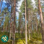 Järeää mäntypuustoa Korsumäen metsätilalla