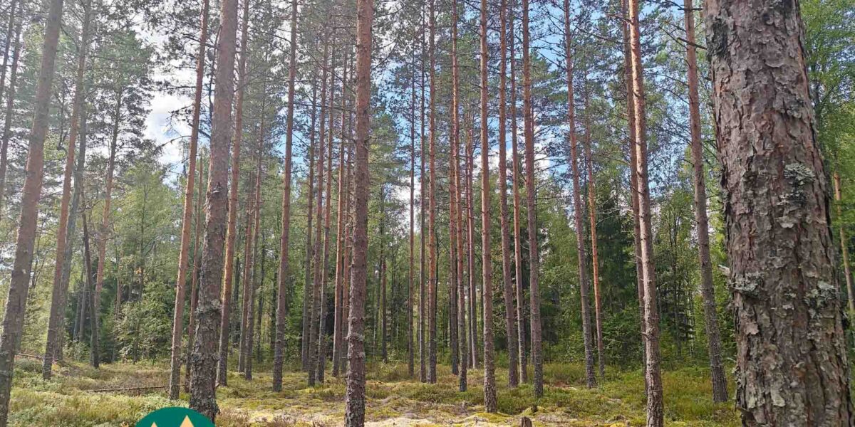 Uudistuskypsää mäntymetsää Korsumäen tilalla
