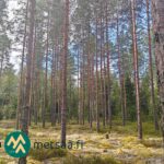 Uudistuskypsää mäntymetsää Korsumäen tilalla