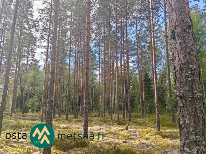 Uudistuskypsää mäntymetsää Korsumäen tilalla