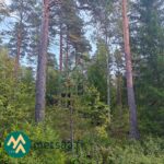 Mänty- ja kuusipuustoa Korsumäen metsätilalla