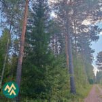 Metsätie ja varttunutta puustoa Korsumäen metsätilalla