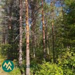 Tie Korsumäen metsätilan mäntyvaltaisen metsän vieressä