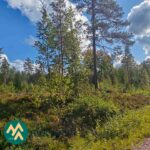 Taimikkoa Korsumäen metsätilalla Ikaalisten Varpeella