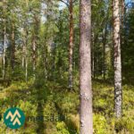Mäntyä ja koivua kasvava metsä Korsumäen tilalla