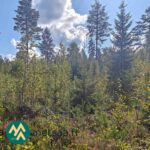 Nuorta taimikkoa Korsumäen metsätilalla