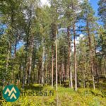 Mäntyvaltaista kasvatusmetsää Korsumäen metsätilalla