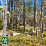 Varttunutta mäntymetsää Korsumäen tilalla Ikaalisissa