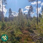 Taimikkoa ja varttunutta puustoa Korsumäen metsätilalla