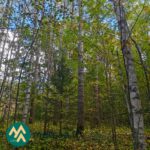 Koivuja ja kuusia Kotkan metsätilalla Ikaalisissa