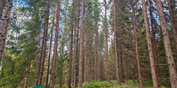Varttunutta kuusikkoa rinteessä Kotkan metsätilalla