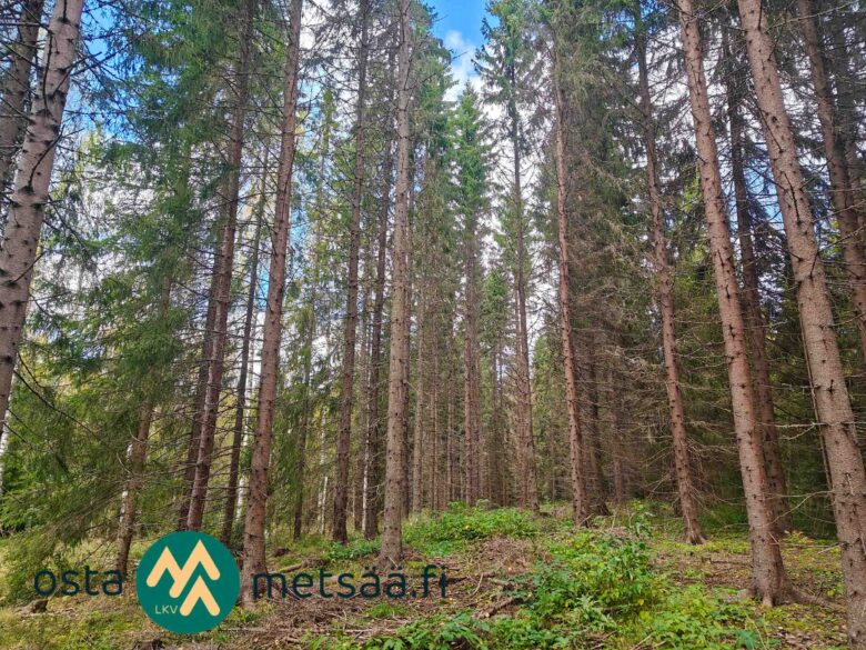 Varttunutta kuusikkoa rinteessä Kotkan metsätilalla