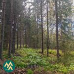 Kuusimetsää ja sammaleista metsäpohjaa Kotkan metsätilalla