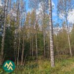 Koivuja kuusikon reunassa Kotkan metsätilalla