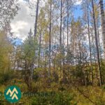 Koivuvaltaista sekametsää syysasussa Kotkan metsätilalla