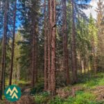 Kuusten runkoja ja aluskasvillisuutta Kotkan metsätilalla