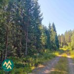 Metsätie Lahdentausta-tilan myytävällä määräalalla Ikaalisissa