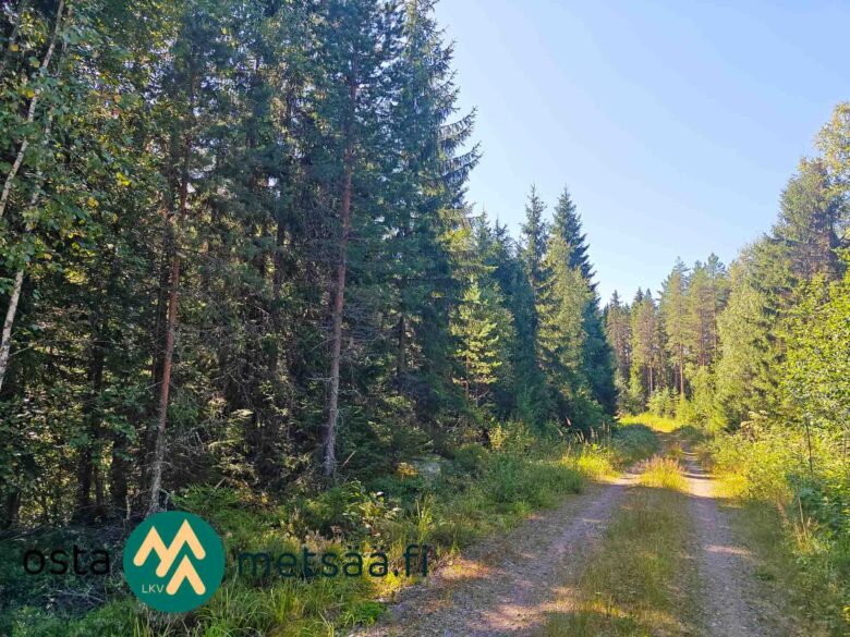 Metsätie Lahdentausta-tilan myytävällä määräalalla Ikaalisissa