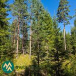 Varttunutta mäntymetsää Lahdentausta-tilan määräalalla Ikaalisten Luhalahdessa