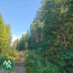 Metsätie Lahdentausta-tilan myytävällä määräalalla Ikaalisissa