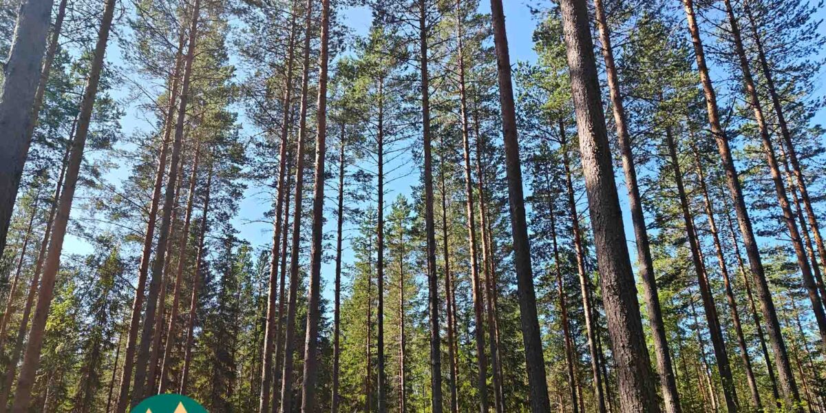 Kuusi- ja mäntyvaltaista metsää Lahdentausta-tilan määräalalla