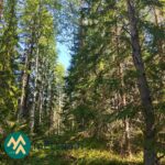 Kuusi- ja mäntyvaltaista metsää Lahdentausta-tilan määräalalla