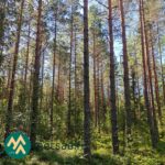 Kuusi- ja mäntyvaltaista metsää Lahdentausta-tilan määräalalla