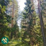Kuusi- ja mäntyvaltaista metsää Lahdentausta-tilan määräalalla