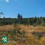 Metsätie ja kasvatusmetsää Lahdentausta-tilan määräalalla Ikaalisissa