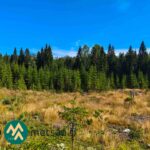 Taimikkoa ja nuorta metsää Lahdentausta-tilan määräalalla