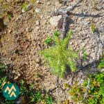Männyn taimi Lahdentausta-tilan metsäpalstalla Ikaalisissa