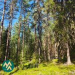 Kuusi- ja mäntyvaltaista metsää Lahdentausta-tilan määräalalla
