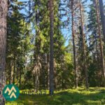 Kuusi- ja mäntyvaltaista metsää Lahdentausta-tilan määräalalla