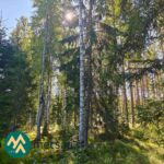 Kuusi- ja mäntyvaltaista metsää Lahdentausta-tilan määräalalla
