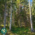 Kuusi- ja mäntyvaltaista metsää Lahdentausta-tilan määräalalla