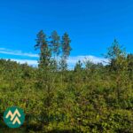 Taimikkoa Lahdentausta-tilan metsäpalstalla Ikaalisissa