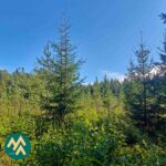 Taimikkoa Lahdentausta-tilan metsäpalstalla Ikaalisissa