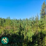 Taimikkoa Lahdentausta-tilan metsäpalstalla Ikaalisissa