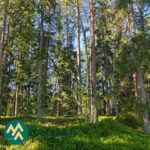 Varttunutta mäntymetsää Lahdentausta-tilan määräalalla Ikaalisten Luhalahdessa