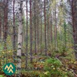 Mäntyvaltaista sekametsää Saares-metsätilalla Ikaalisissa.